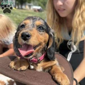 Luna, Dachshund Puppy